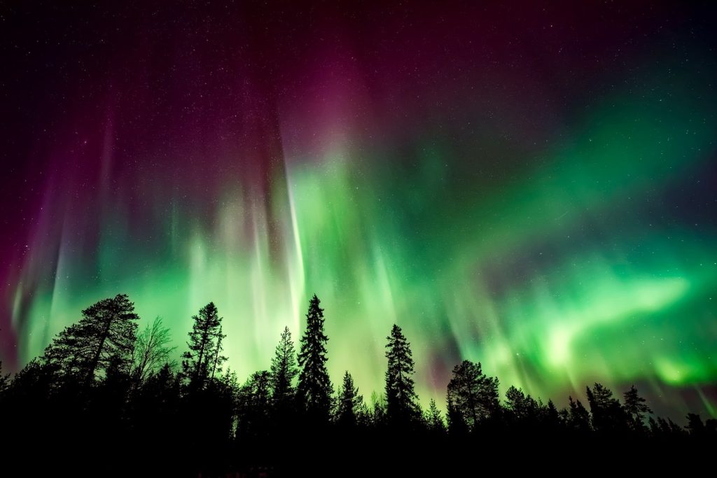 aurora borealis, northern lights, forest-2647474.jpg